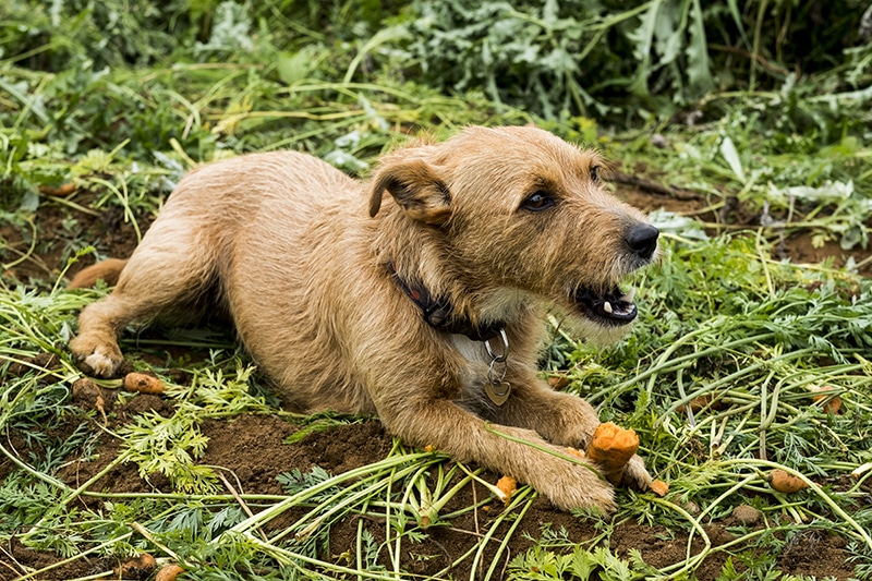 cute dog enjoying eating a carrot part of his low carb diet
