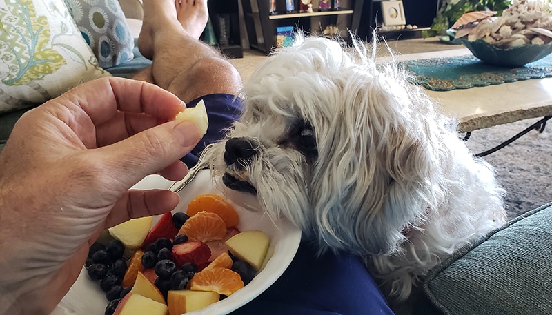 small dog eating healthy fruits as part of her low carb based diet