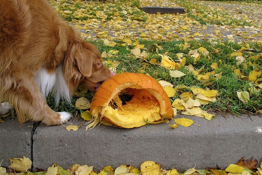 dog enjoying eating pumpkin outdoors