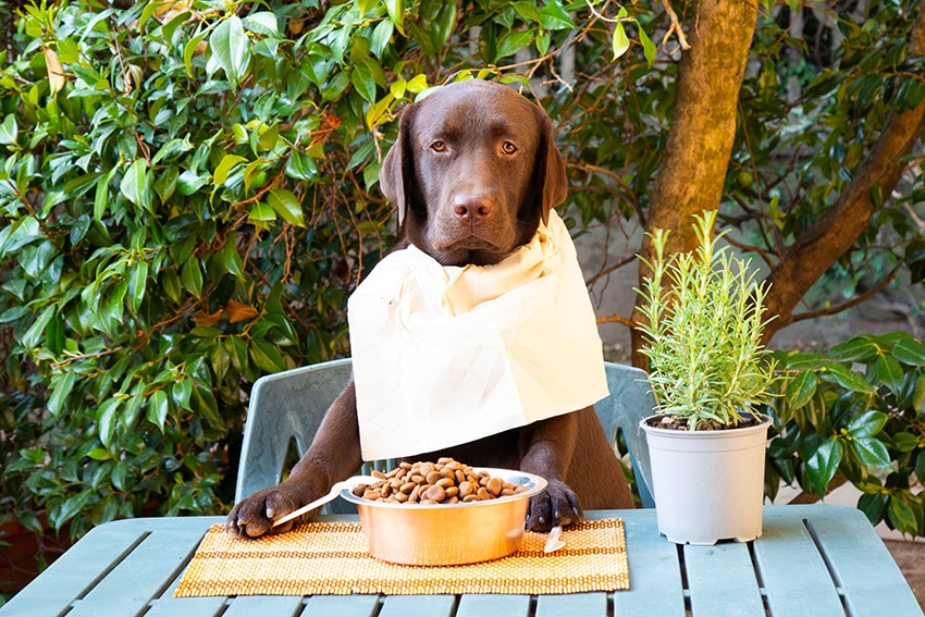 US Vet Picks The 9 Best Budget Dog Foods In 2023