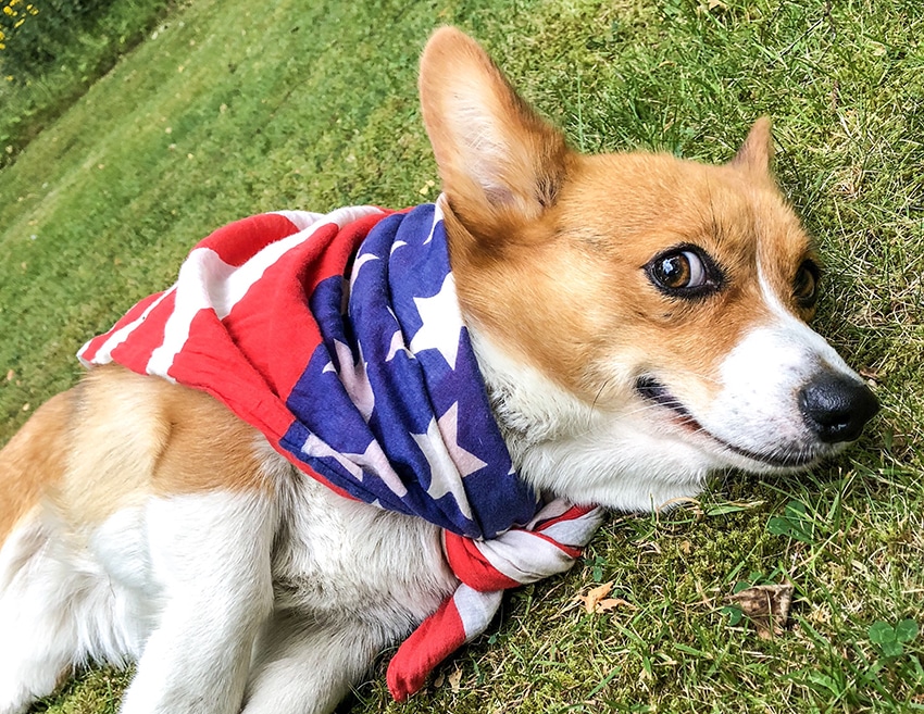 corgi wearing a USA flag and staring at his while feeling curious to taste his new american food