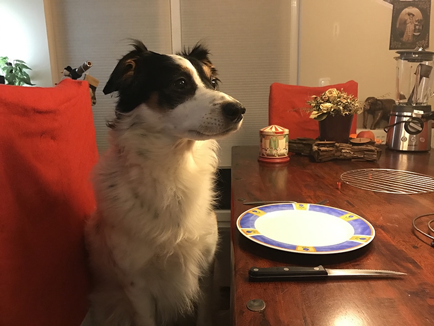 dog is sitting at the table and waiting to review his new legume free dog food for the first time