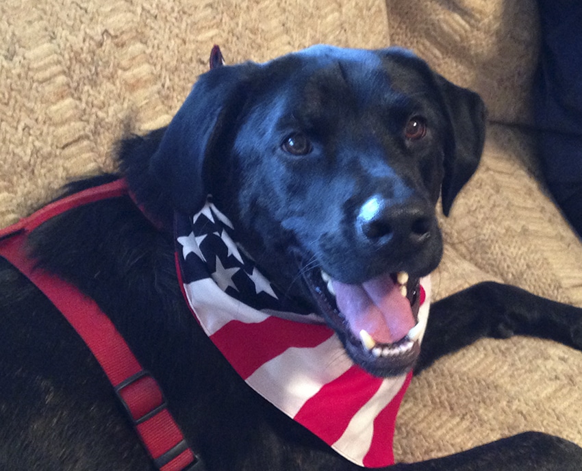 dog wearing a USA bandana and smiling after eating a USA based dog food