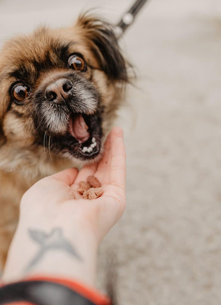 small dog not sure if to eat the free legume dog food from his owner hands