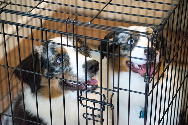 can you keep two dogs in one crate