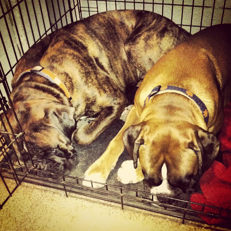 2 boxers are sleeping peacefully on their big crate bed