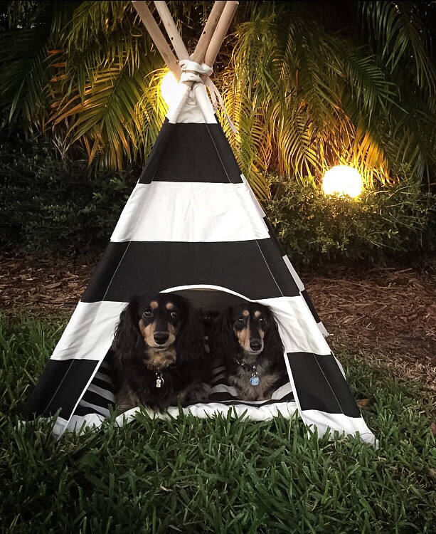 2 dachshunds laying in a dog tent bed teepee style