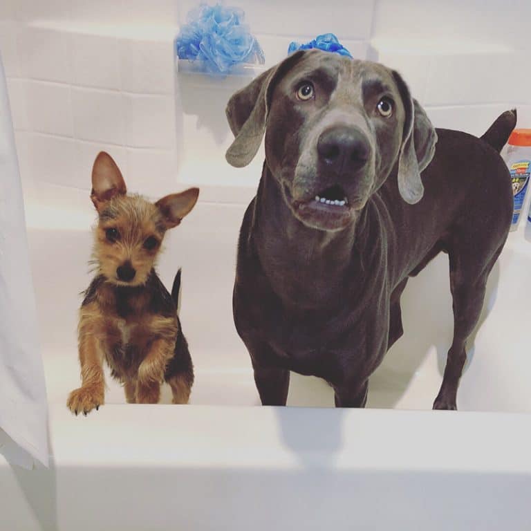 13 Best Dog Perfumes & Colognes (Vet verified safety)