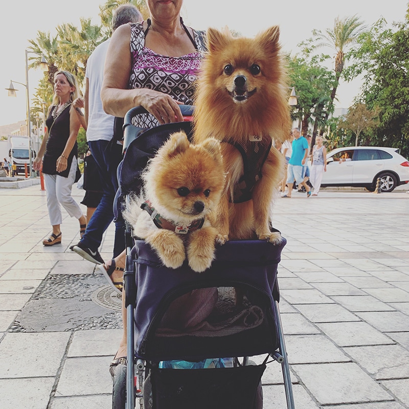 2 Pomeranians dogs are being carried in a purple dog stroller