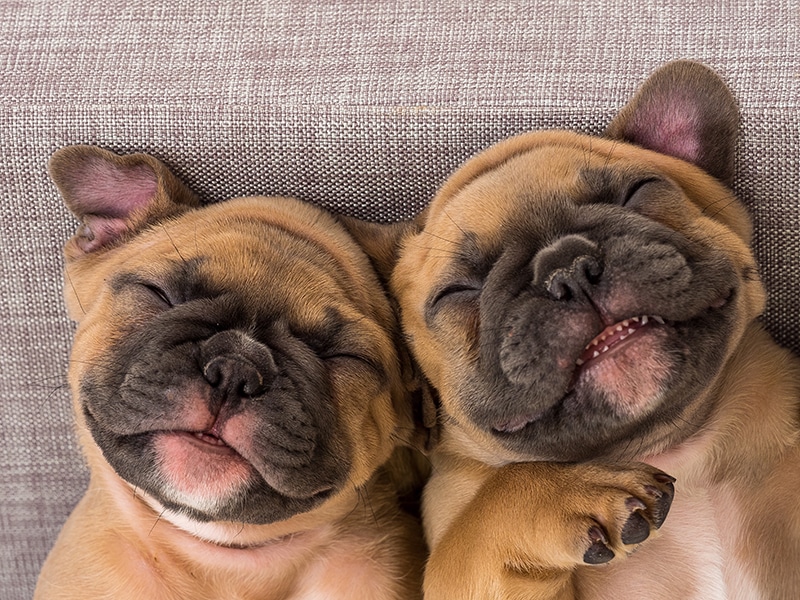 2 smiling french bulldog puppies laying on their back on a sofa bed