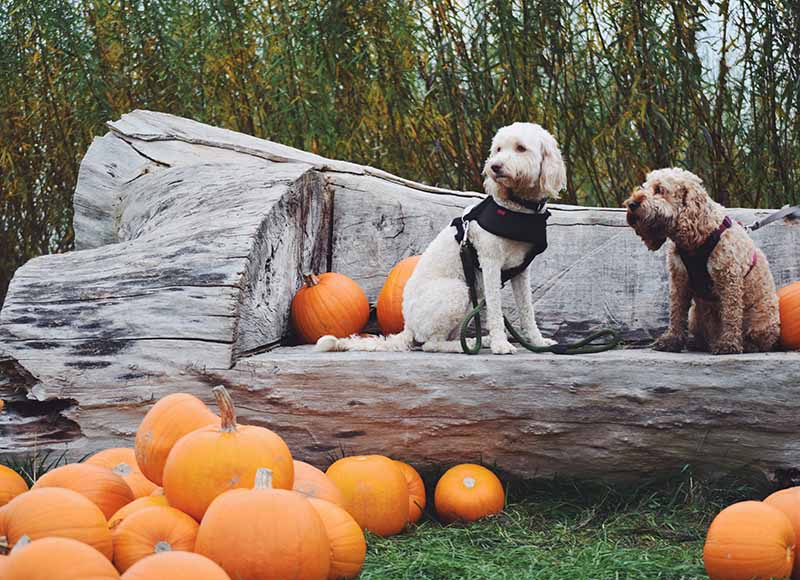 2 terrier dogs sitting on a tree next to pumpkins