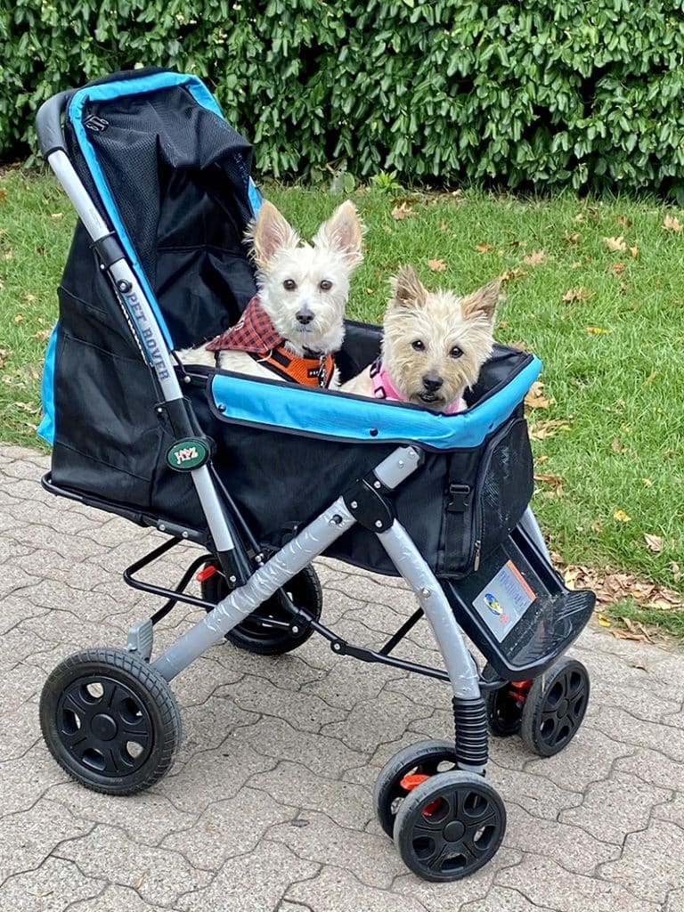2 terriers are posing to the camera while sitting in their blue dog wagon