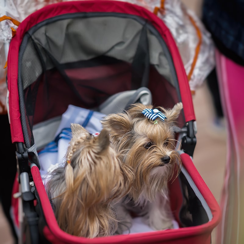 2 Yorkies in a red dog wagon stroller