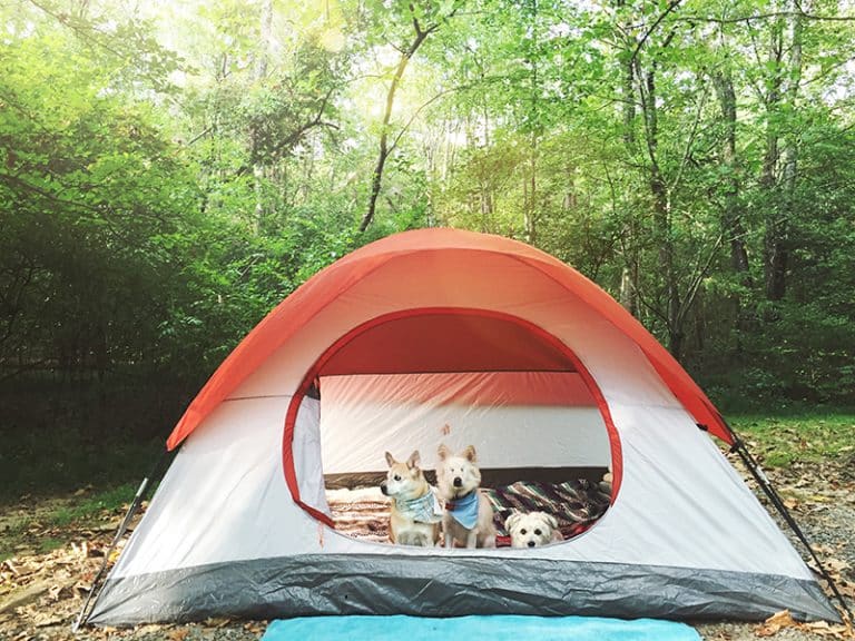 10 Best Portable Dog Fences for Camping & RVs