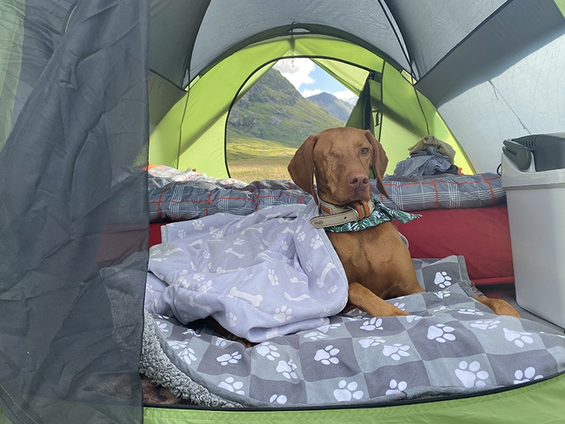 dog is posing to the camera while laying in his tent bed covered with warm blankets