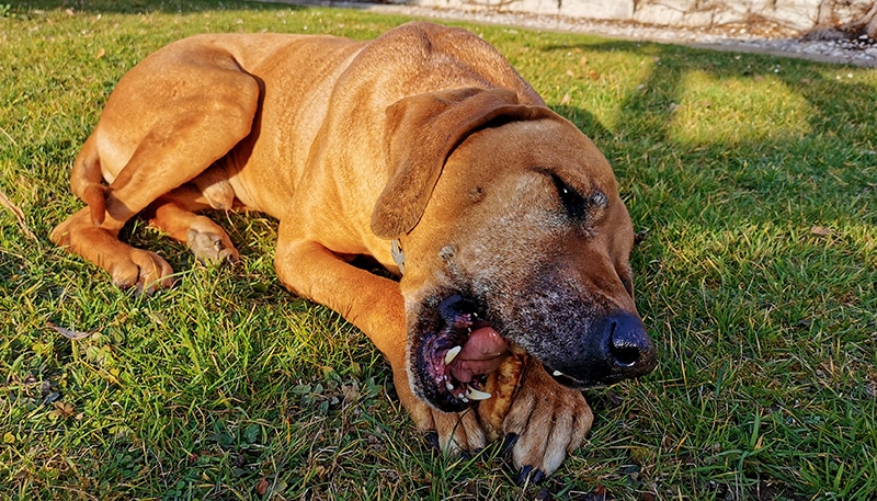 large dog is chewing a low residue food in the backyard