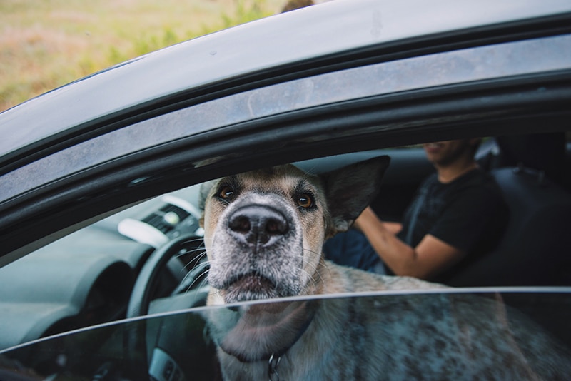 large dog has some questions to ask about a dog car seat and dog harness