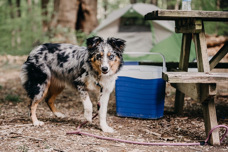 Australian shepherd is tie-out to a table in a campsite