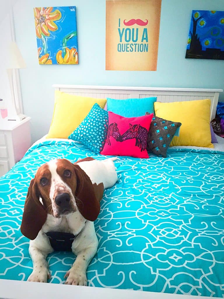 Beagle is waiting for his owner to buy him a dog steps for bed, so it would be easier for him to jump into the bed