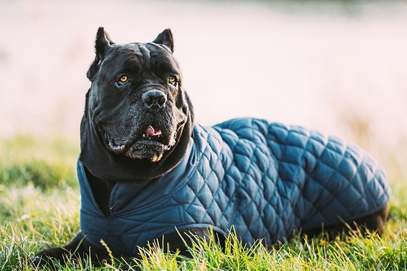 large Black Cane Corso sitting on the  grass and wearing a blue coat for extra large dogs