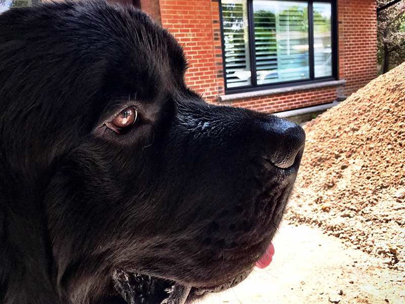 black extra large dog is waiting for his owner to buy him a extra large dog crate