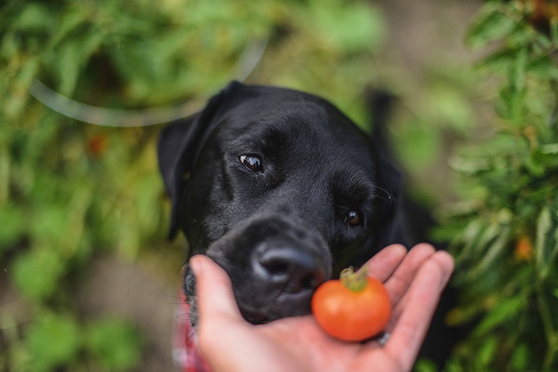 black Labrador is about to eat a tasty tomato , part of his organic based diet