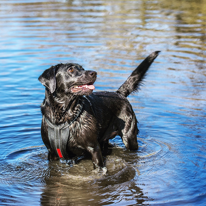 Black Labrador is playing in the water and wearing a waterproof harness