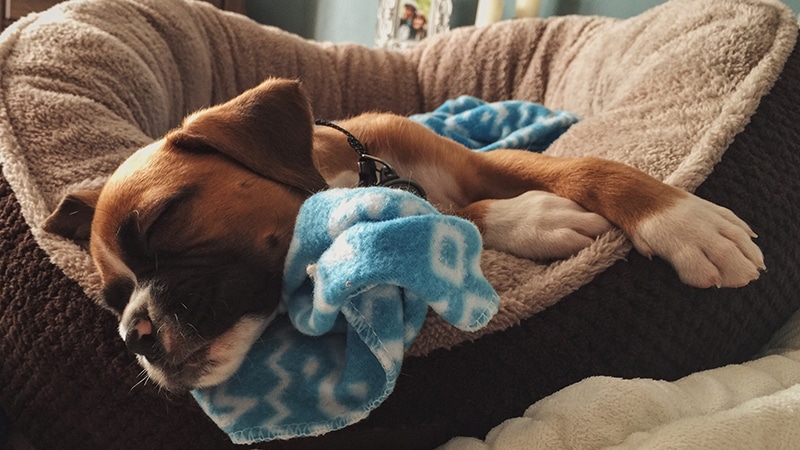 boxer puppy is sleeping in his brown bolster dog bed
