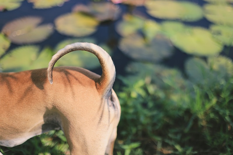 a brown dog behinds closed up after an anal glands expression