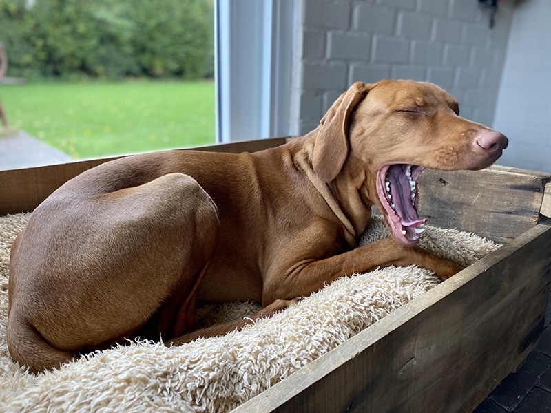 brown large breed dog is yawing while resting on his wooden elevated dog bed