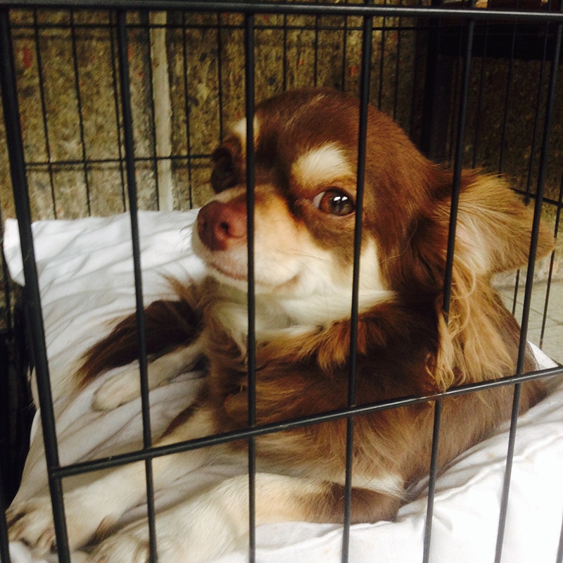 Chihuahua is looking at the camera while sitting in her crate