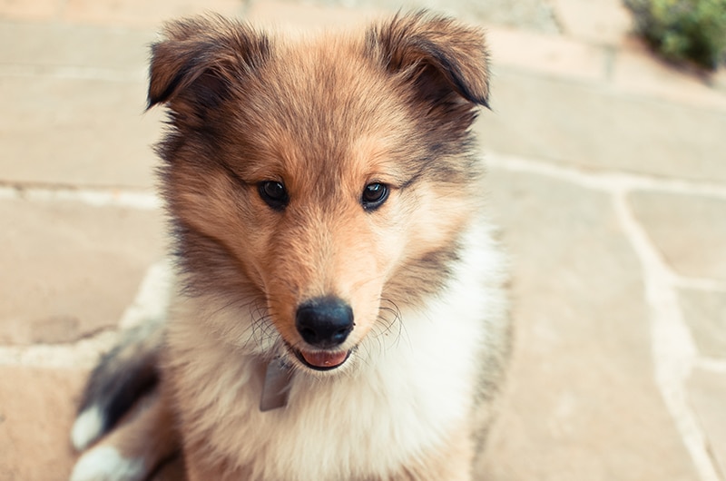 a clean puppy after a bath