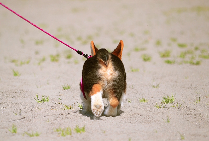 corgi is feeling well after an anal gland expression procedure at the vet