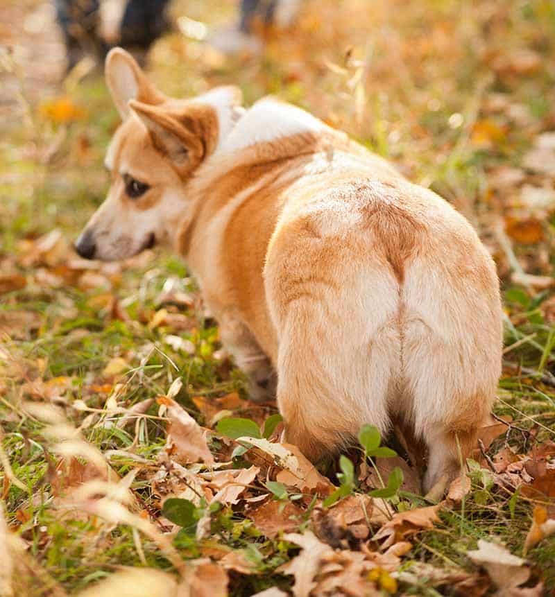 corgi trying to impact his anal glands after eating pumpkin