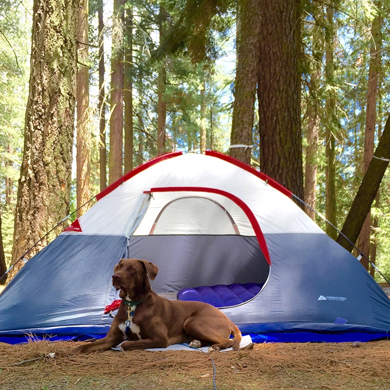 brown large dog breed is guarding his family tent bed