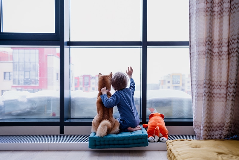 cute little boy is looking through the window and hugging his Shiba Uno dog, while both sitting on a blue dog bed pillow