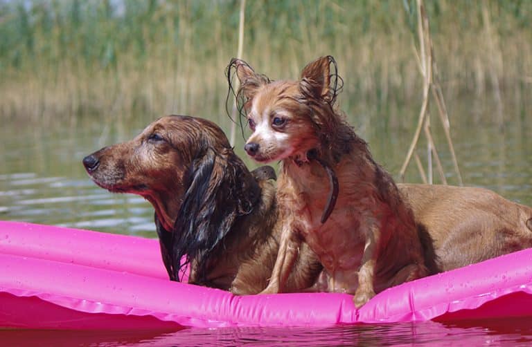 The 9 Best Inflatable Dog Beds of 2024