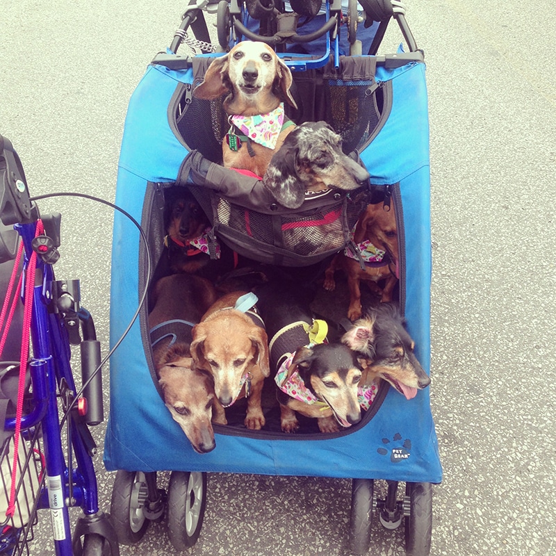 dog blue wagon is full of dachshunds