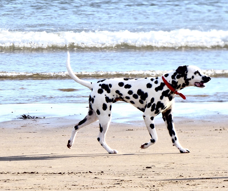 Dalmatian dog is wearing a red wide collar