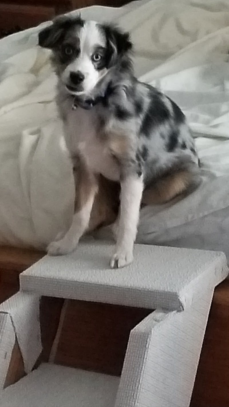 The 10 Best Dog Steps For Bed Of 2023   Dog Climbed To The Bed Using Dog Steps For Bed 