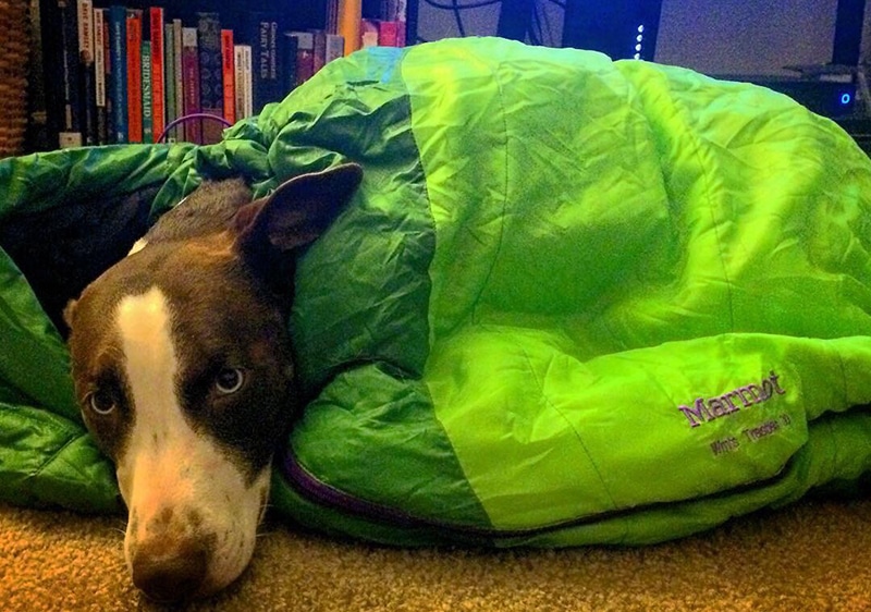 dog is feeling comfortable inside of a light green folding dog bed