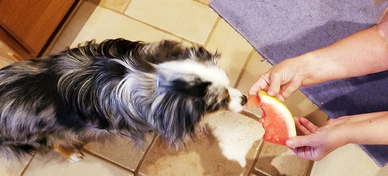 dog is eating a healthy watermelon from his owner hands