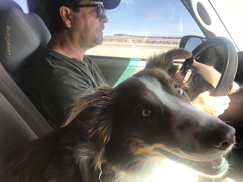 border collie is so happy to go with his owner on a car ride while sitting on a dog car bed in the front seat