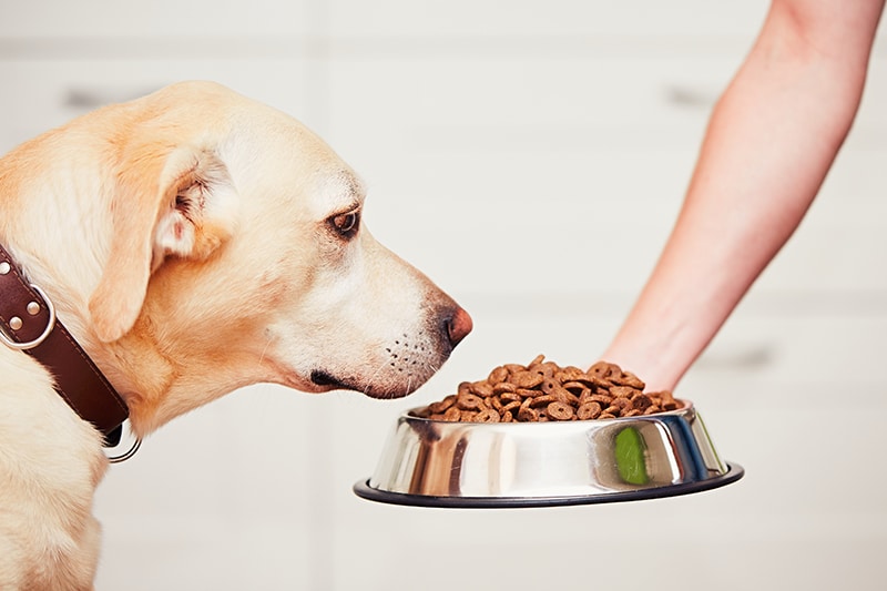 Dog owner is serving his Labrador a special food for allergies