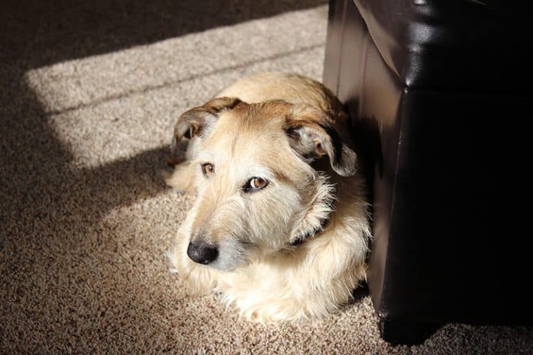 14 Best Dog Litter Boxes (2023 Reviews & Buying Guide)