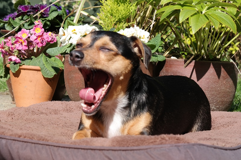 small dog breed is yawing while resting outdoors on his bed, waiting to review some new dog beds