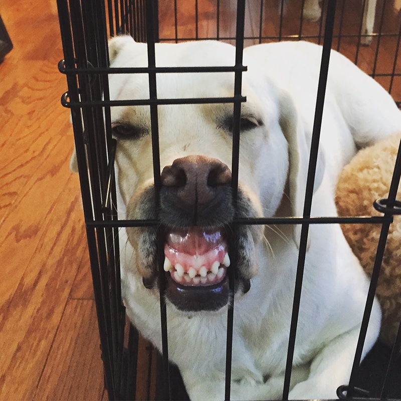 Labrador is making a funny face while waiting to see his new furniture crate
