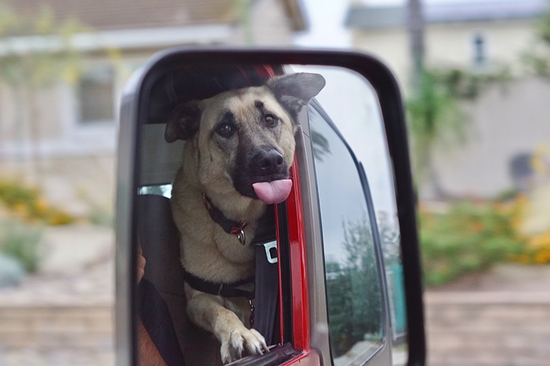 large dog with his tongue out, sitting at the back of the car while sitting on a car dog bed