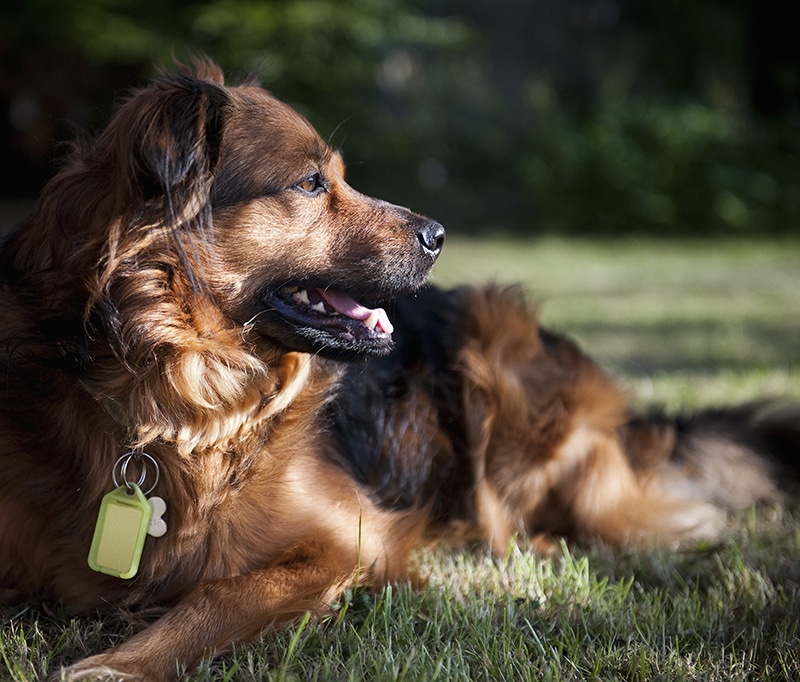 extra large dog is sitting on the grass wearing a collar with identity tag