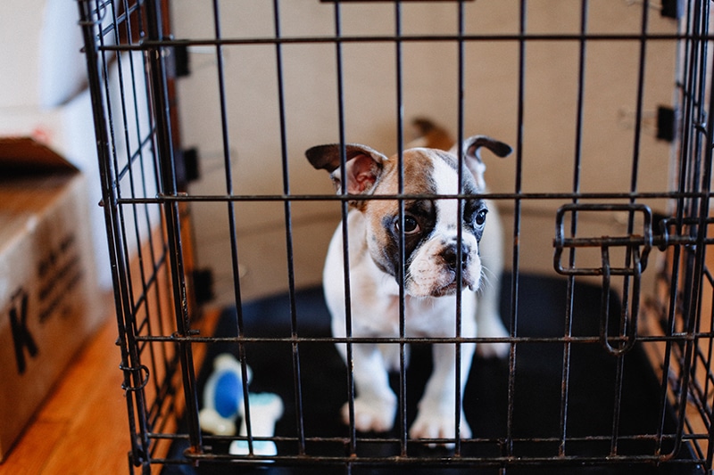 french bulldog puppy is standing on his crate bed